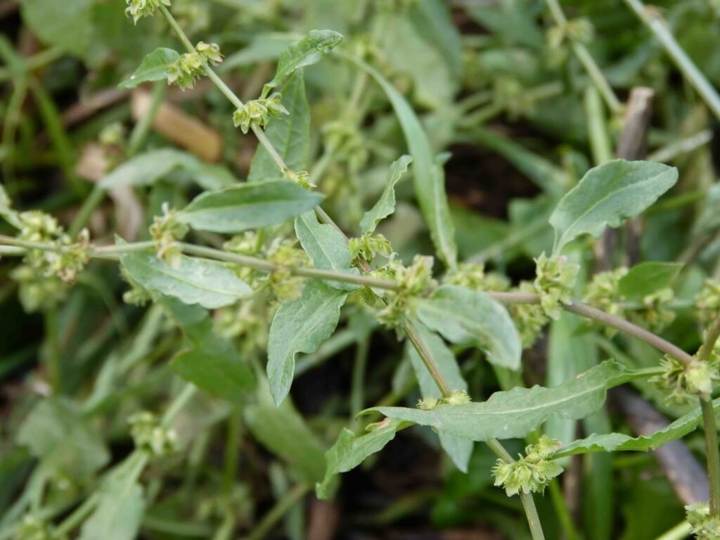Erva-de-Santa-Luzia em um fundo natural com folhas verdes