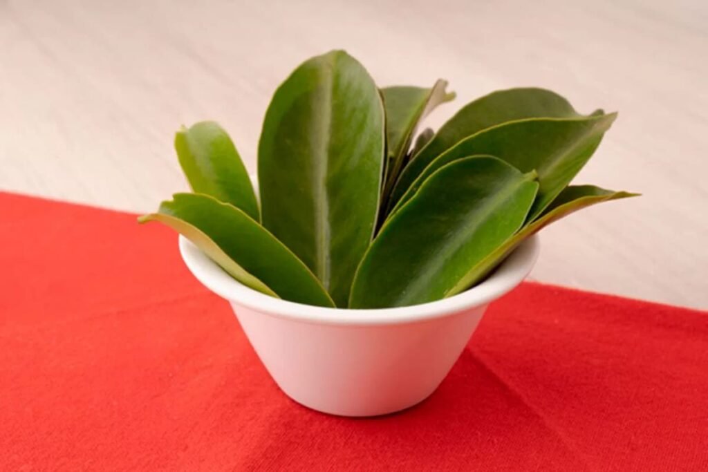 Folhas frescas de ora-pro-nóbis em uma tigela