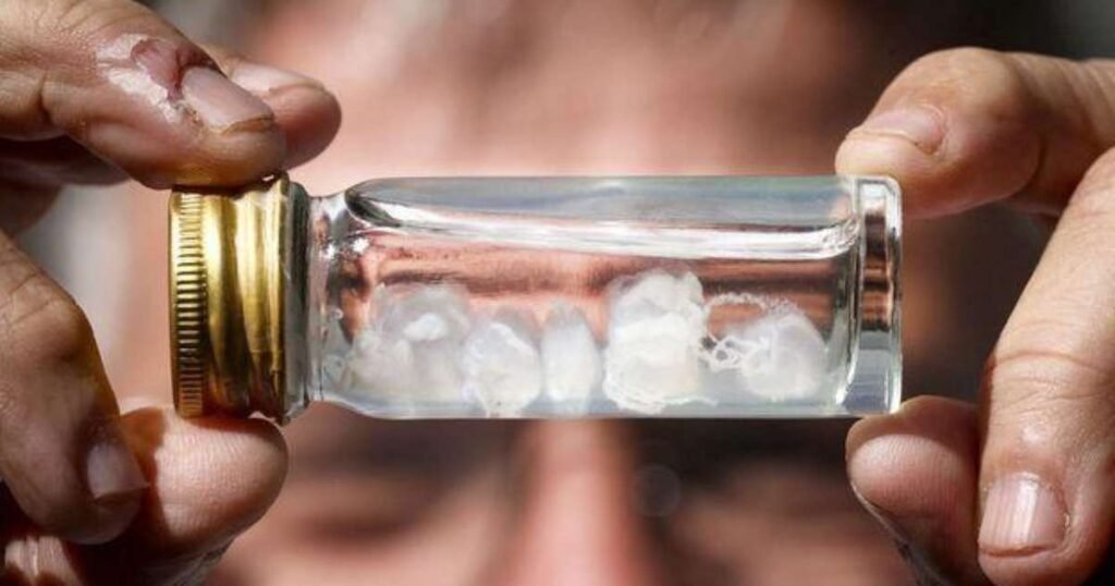 Comparação das picadas mais dolorosas do mundo, incluindo insetos e águas-vivas.